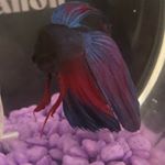 Profile Picture of stephen lenane (@stephen.the.fish) on Instagram