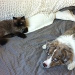 Chip And Dunnel - Instagram Profile Picture of Chip And Dunnel (@chipndunni) on Instagram