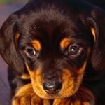 Profile Picture of bellamancuso (@pupbella_12) on Instagram