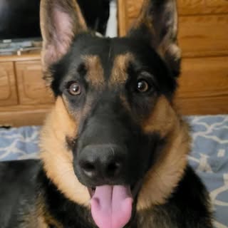 Profile Picture of David Shimmel (@shimmeldavid) on Instagram