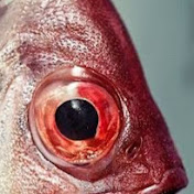 Profile Picture of Jake Goodman (@jakegoodman8559) on Youtube