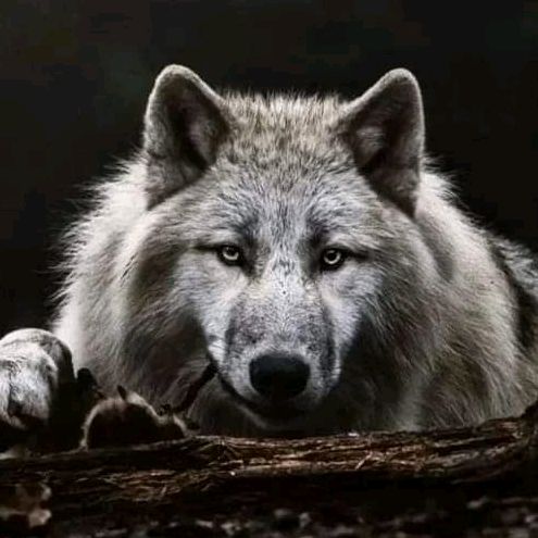 Profile Picture of son lone wolf 🐺 (@irvineaustin935) on Tiktok