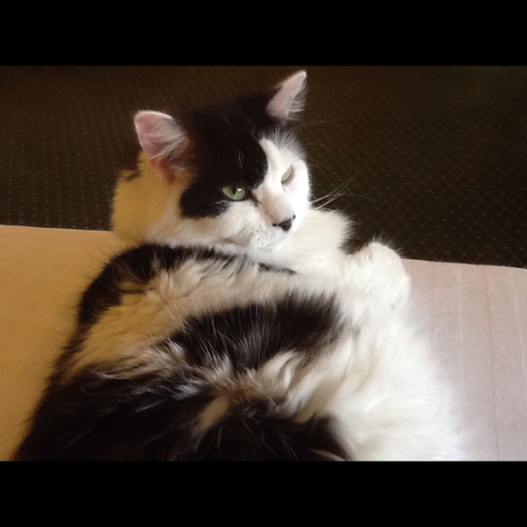 Profile Picture of Dee Donnelly (@didi547) on Poshmark