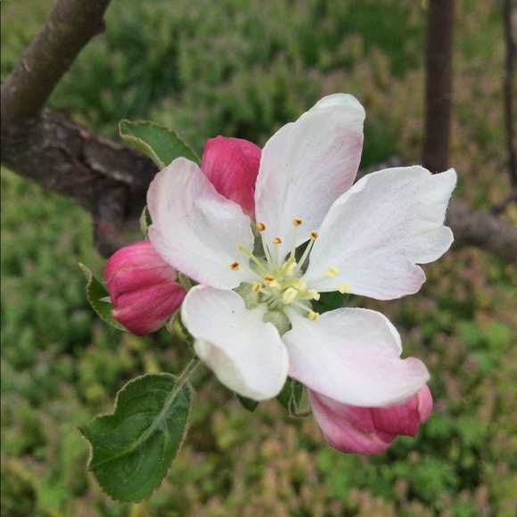 Profile Picture of Grace Mogusu (@whisper25g) on Poshmark