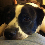 Profile Picture of Adam Daniels (@a.daniels312) on Flickr