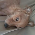 Profile Picture of Dallas Sadowski (@robin_is_cute) on Instagram