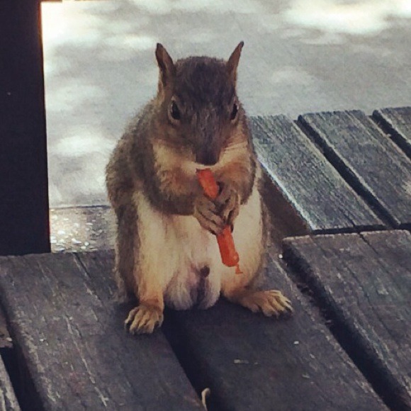 Ren Squirrel - Poshmark Profile Picture of Ren Squirrel (@ren1837) on Poshmark