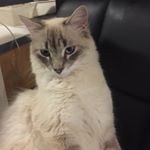 Profile Picture of Emeric Eric Brkic (@emeric_eric) on Instagram