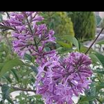 Profile Picture of مریم (@mirim_shahin) on Instagram