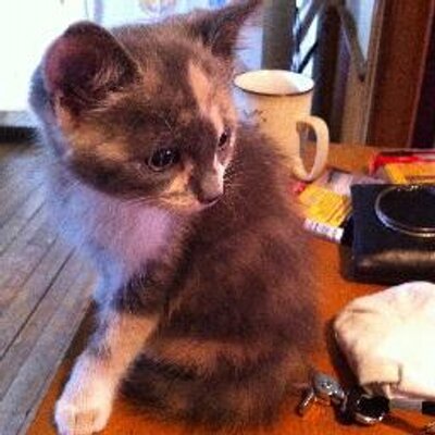 Profile Picture of Roxane Leger (@Roxane0230) on Twitter