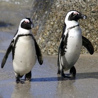 Profile Picture of Roberta Harvey (@mydogmymuse) on Twitter