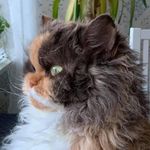 Profile Picture of Lisa Karlsson (@lisa_mahagitaselkirk) on Instagram