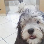 Profile Picture of Cindy e Pandora (@cindycompandora) on Instagram