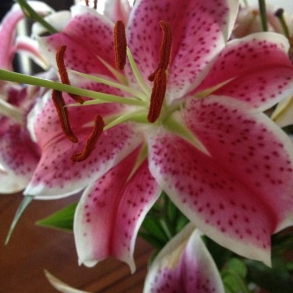 Profile Picture of Paulina Luczkiewicz (@pbec82) on Poshmark