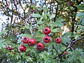 Profile Photo of Crataegus monogynaon Wikipedia