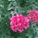 Profile Picture of Shaheen Ansari (@shaheen.ansari.50364) on Facebook