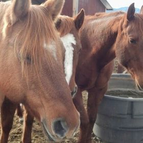 Profile Picture of Joanne Hansen (@wildrosegr) on Pinterest