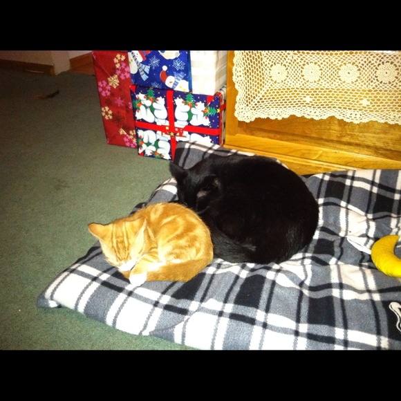 Profile Picture of Lindsey Bonitatibus (@bonitatibus14) on Poshmark