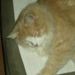 Profile Picture of Sandy Hussey (@huzzey03743) on Pinterest