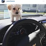 Profile Picture of Todd Sanchez Molinar (@todd_themorkie) on Instagram
