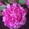 Profile Picture of Cindy Scharnhorst (@Cindy-Scharnhorst) on Facebook
