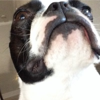 Profile Picture of Melon Mystery (@James87203815) on Twitter