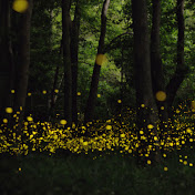 Profile Picture of Luciernanaga (@Luciernanaga) on Youtube