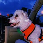 Profile Picture of 🌺Luna🦋 (@luna_bailey_nguyen) on Instagram