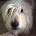 Profile Picture of Marsha Jones (@birdlady22) on Pinterest