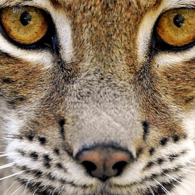 Profile Picture of Philip Renner (@mcLuchsHD) on Twitter