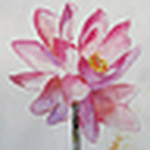 Profile Picture of Jennifer Zee (@botanical watercolor hand painted greeting cards) on Flickr