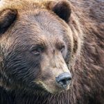 Brandon Wolcott - Instagram Profile Picture of Brandon Wolcott (@powdagrizz) on Instagram