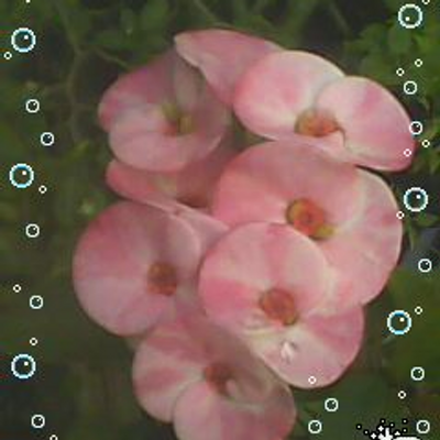 Profile Picture of ROSE ANN PASCUA (@bamba072586) on Twitter