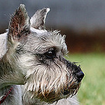 Profile Picture of Rafael Juan Navarro Ramírez (@rafael juan navarro ramírez) on Flickr