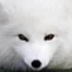 Profile Picture of Caio Pereira (@caigonper) on Flickr