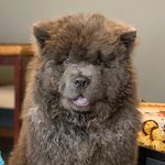 Profile Picture of Mi León (Milan) the Blue Chow (@milan_bluechow) on Instagram