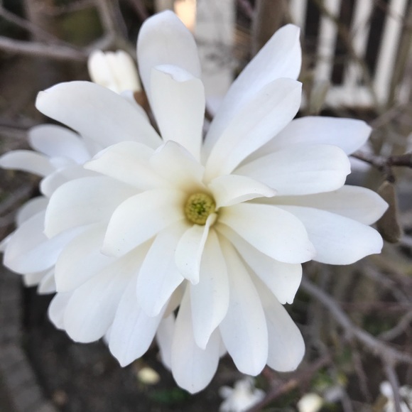 Profile Picture of Nicole Giacopelli (@niki7300) on Poshmark