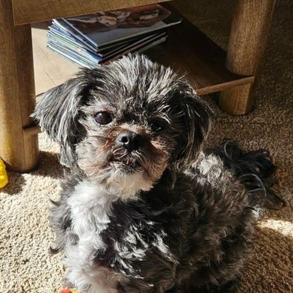 Profile Picture of Peggy Lieffring (@peggylieffring) on Poshmark