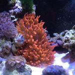 Profile Picture of Eric Duong (@ericsreef) on Instagram