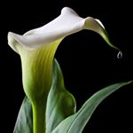 Profile Picture of Lillian White (@white.manz) on Instagram