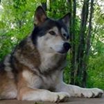 Profile Picture of Kim Conrad (@greywolfscloset) on Instagram