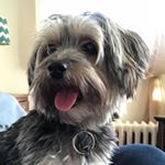 Profile Picture of Patti Sampson (@lillyandpals) on Instagram