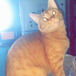 Profile Picture of Manda Adams (@_0manda0_) on Instagram