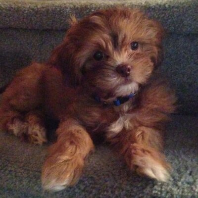 Profile Picture of Dawn (@farber917) on Twitter