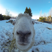 Profile Picture of Howard Barrett (@howardedi) on Youtube