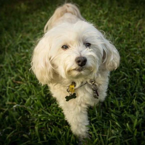 Desley Thiedecke - Poshmark Profile Picture of Desley Thiedecke (@desleyt) on Poshmark