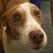 Profile Picture of Carlos Coelho (@carloscoelho7019) on Youtube