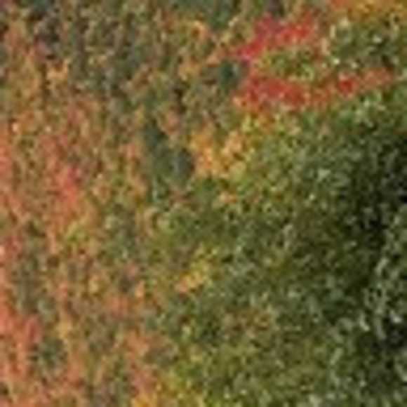 Profile Picture of Annie Vetrone (@avetrone3) on Poshmark