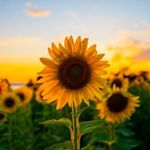 Profile Picture of Edith Tang GP (@edithyinwahtang) on Instagram