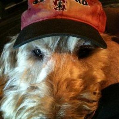 Profile Picture of Thomas Haltom (@thaltom) on Twitter